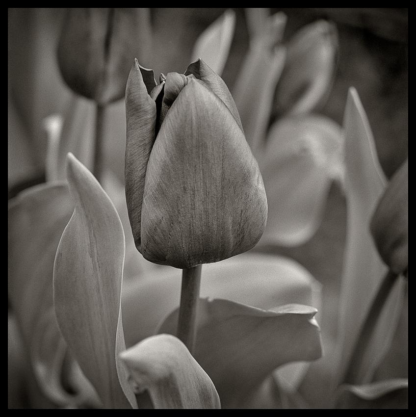 Tulip #1