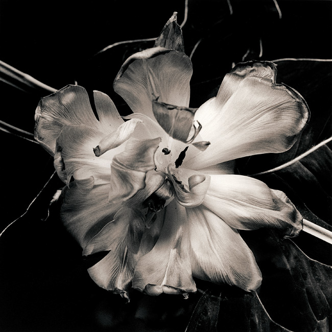 Tulip 2