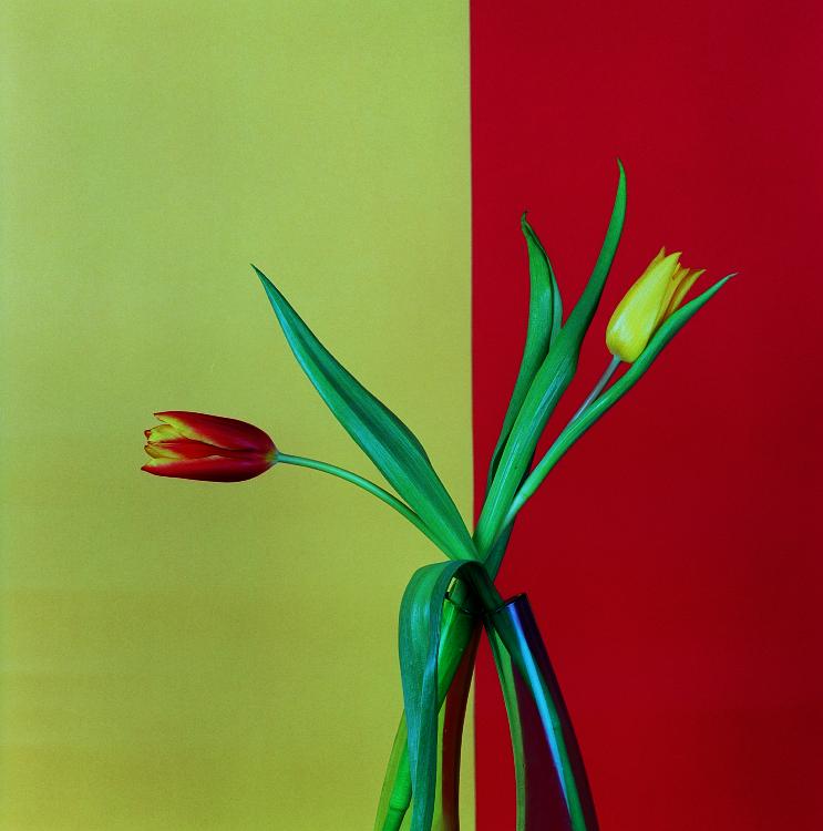Tulip 2