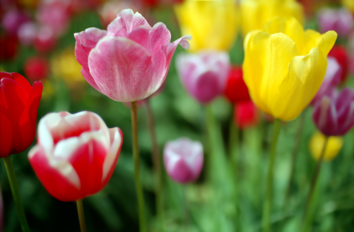 Tulip 23