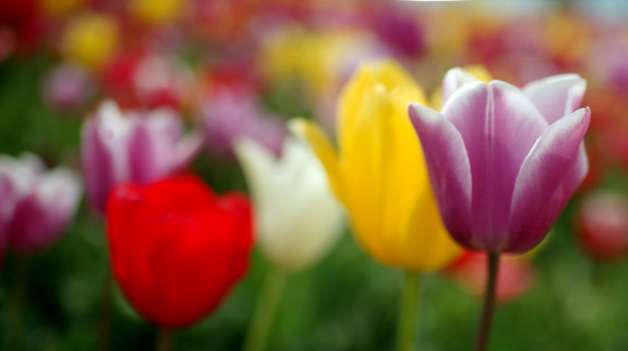 Tulip 27b