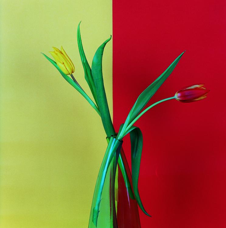Tulip 3