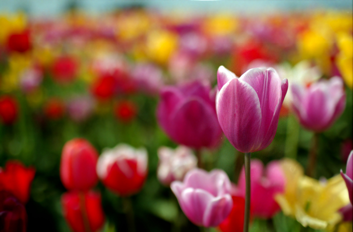 Tulip 33