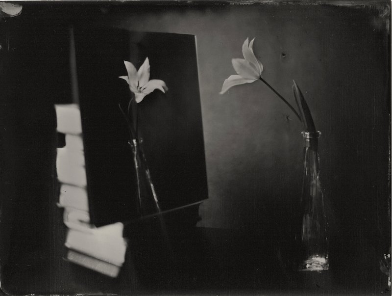 Tulip And Mirror