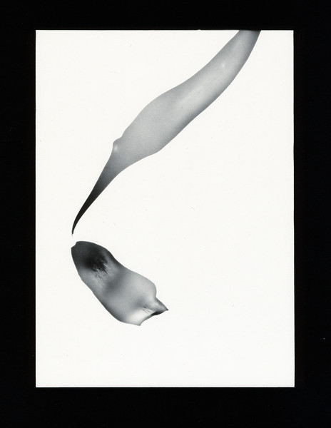 Tulip photogram 02
