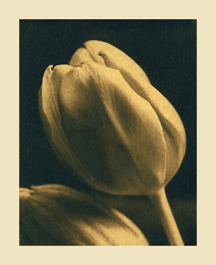 Tulip - Tea toned Cyanotype (revisited)