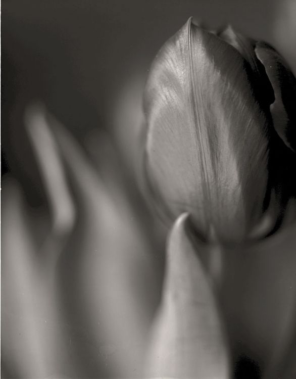 Tulip...