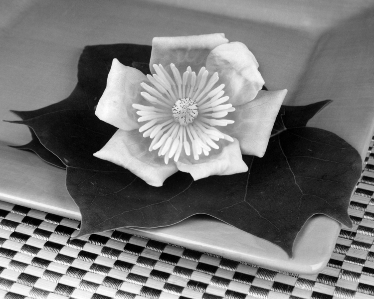 Tulip