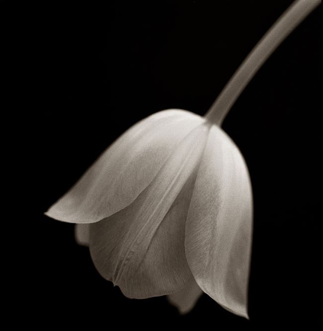 Tulip