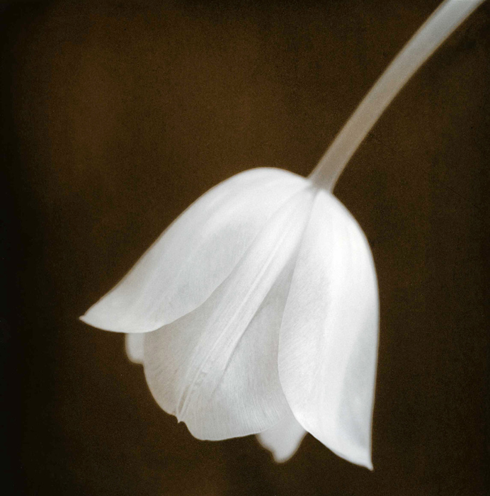 Tulip