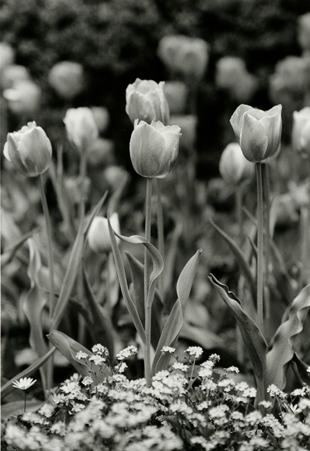 Tulip