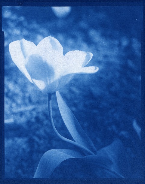 Tulip