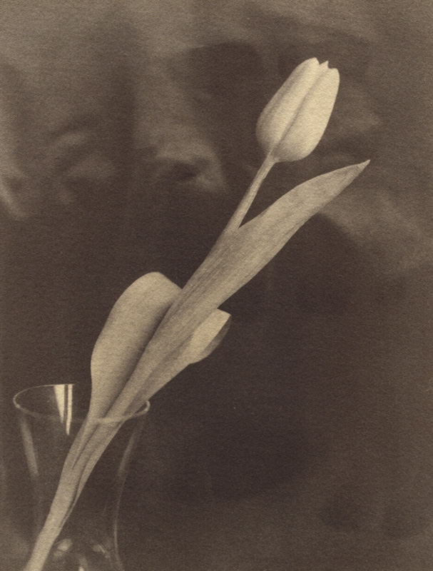 Tulip