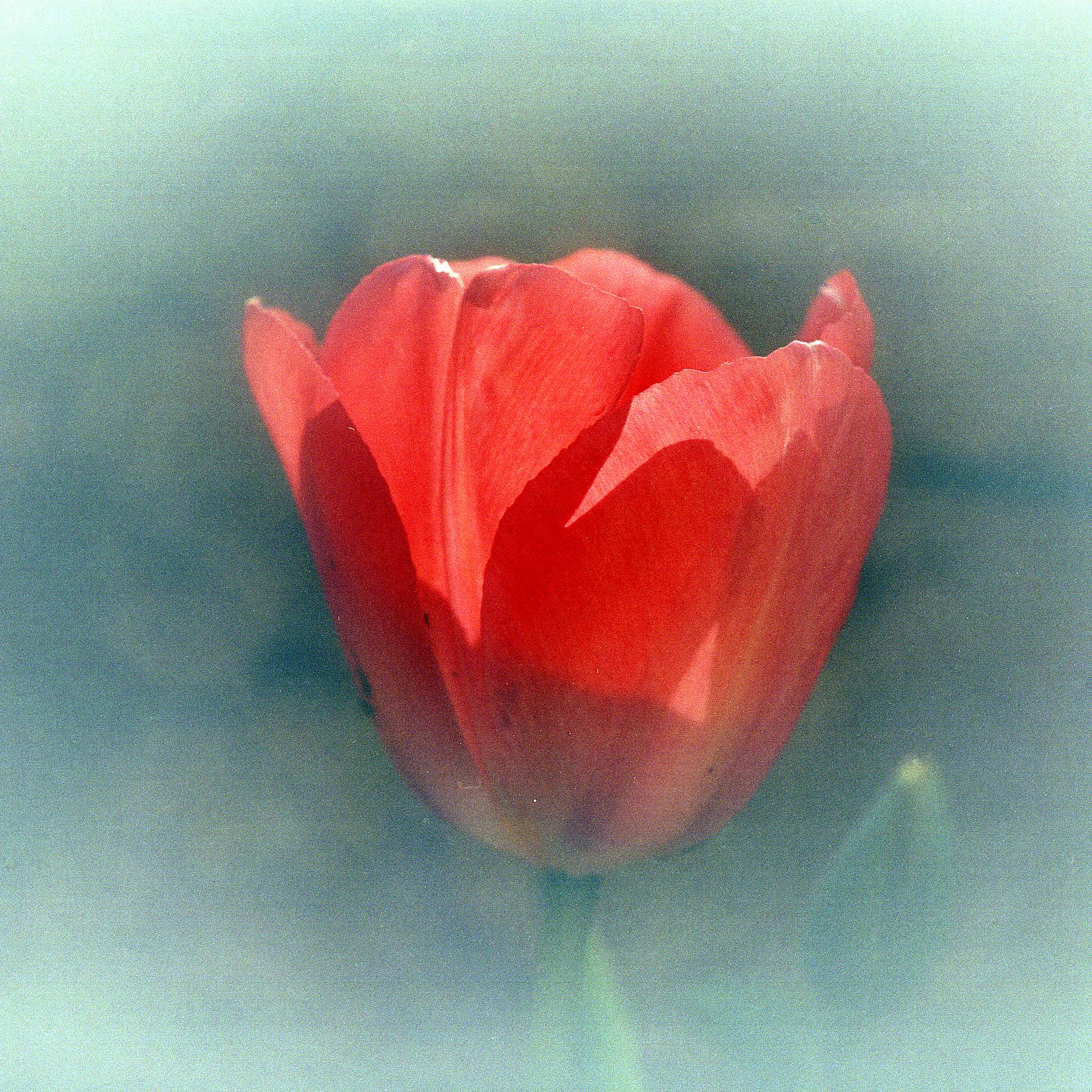 Tulip