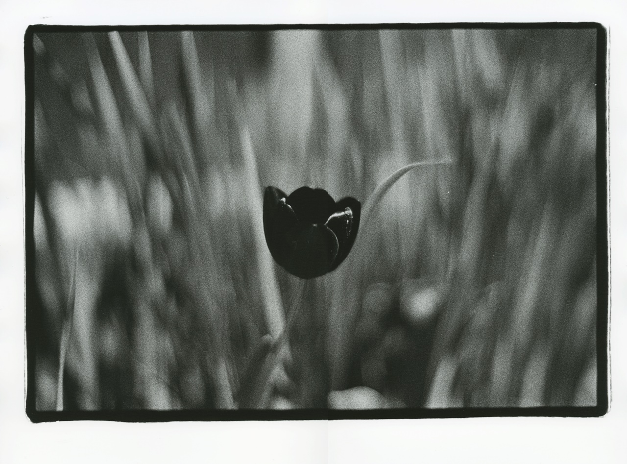 Tulip