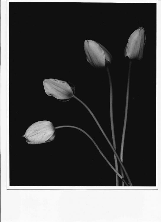 Tulips 1