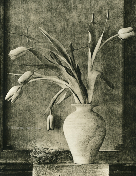 tulips 1