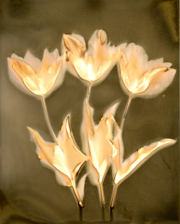 Tulips-2 2011