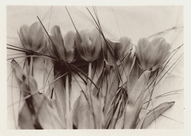 Tulips, III.