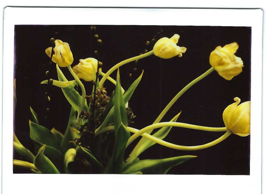 tulips.jpeg