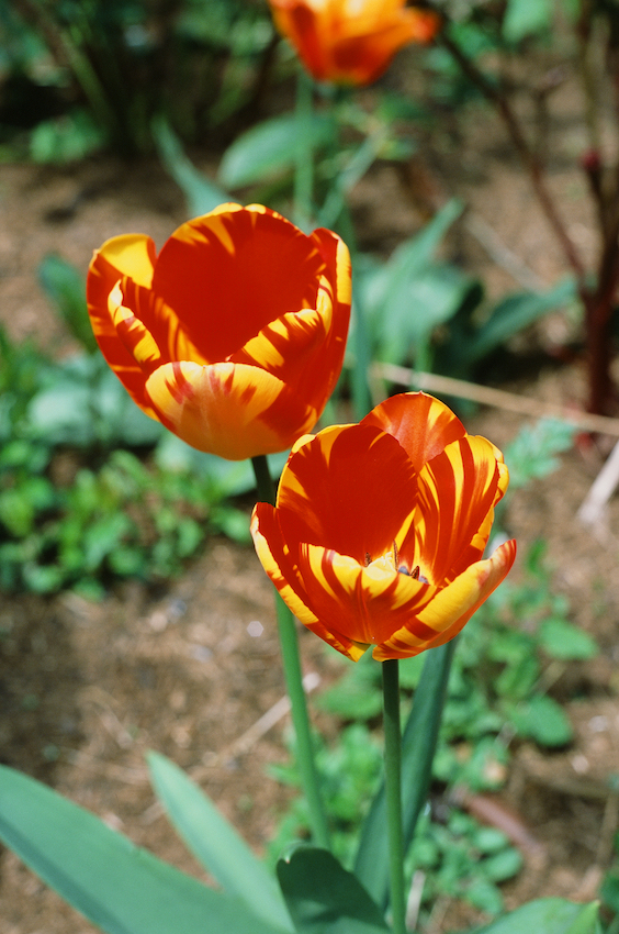 Tulips, my garden
