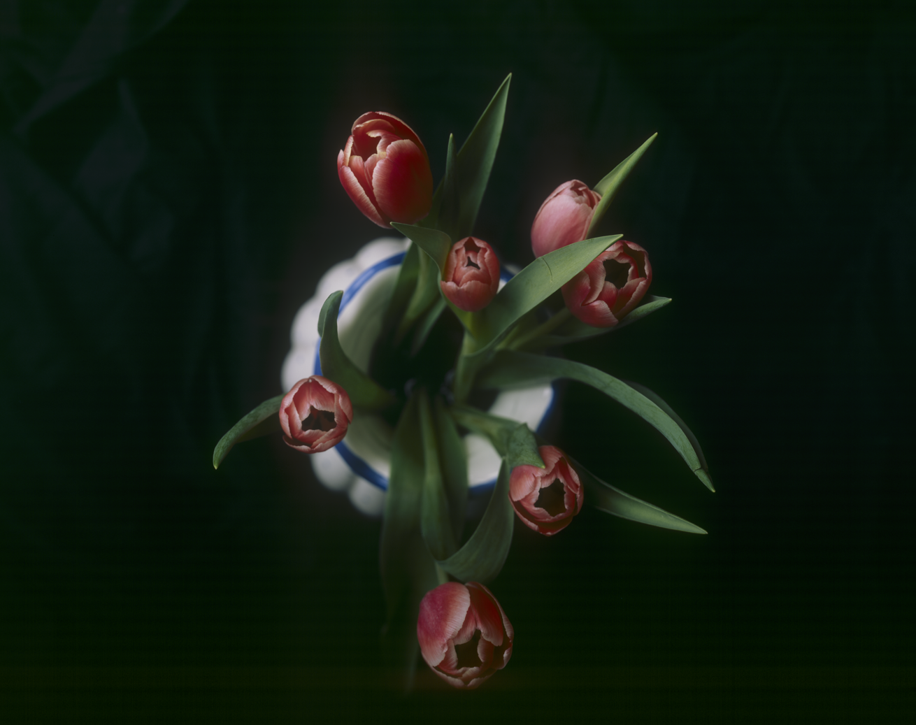 TULIPS.png