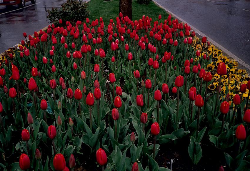 Tulips - Portra 400 - Leica Elmar 35-70