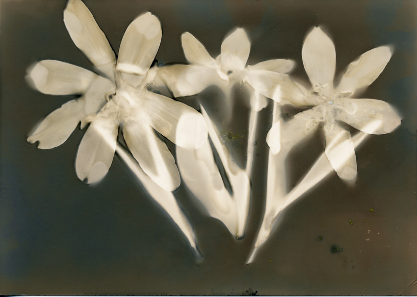 Tulips, Selenium Toned