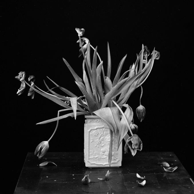 Tulips too soon