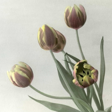 Tulips with watercolor