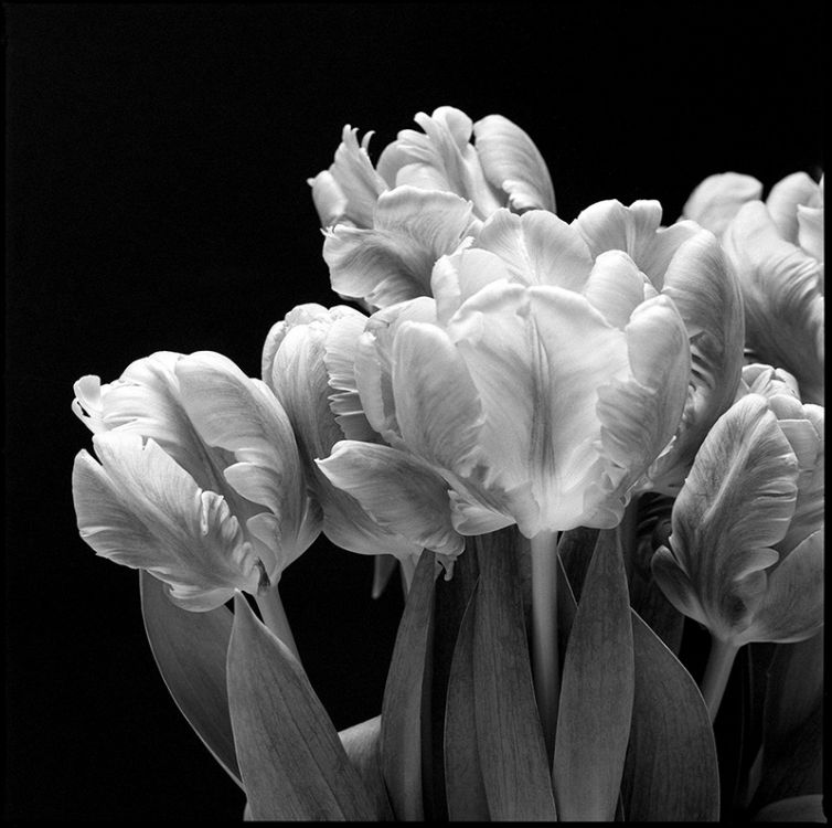 Tulips