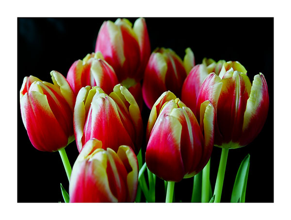 Tulips