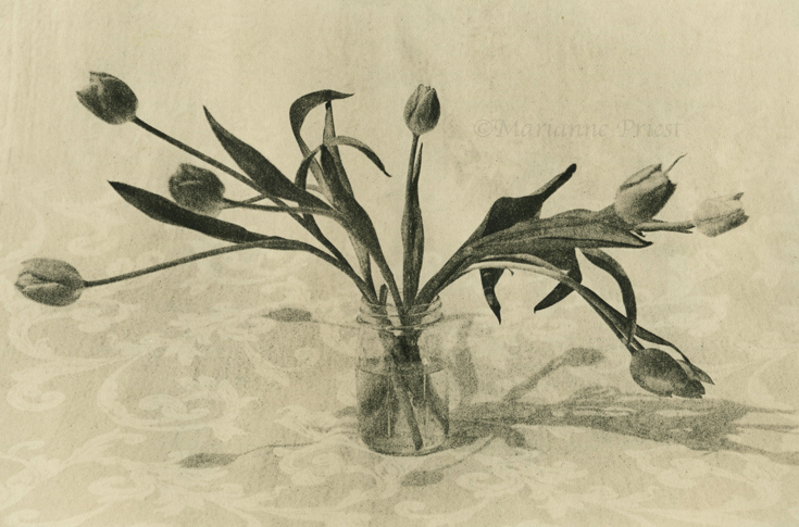tulips
