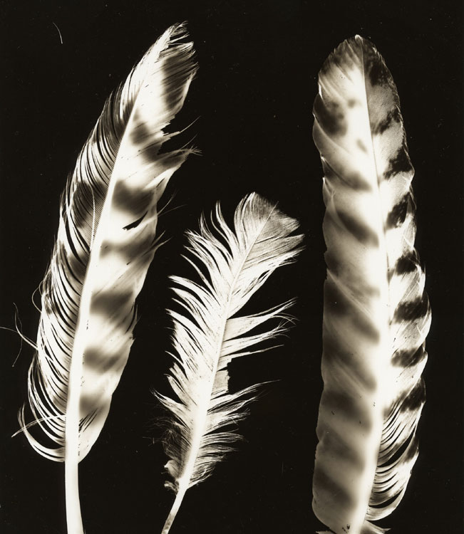 Turkey Feathers