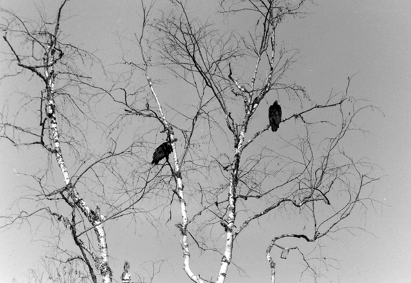 Turkey Vultures
