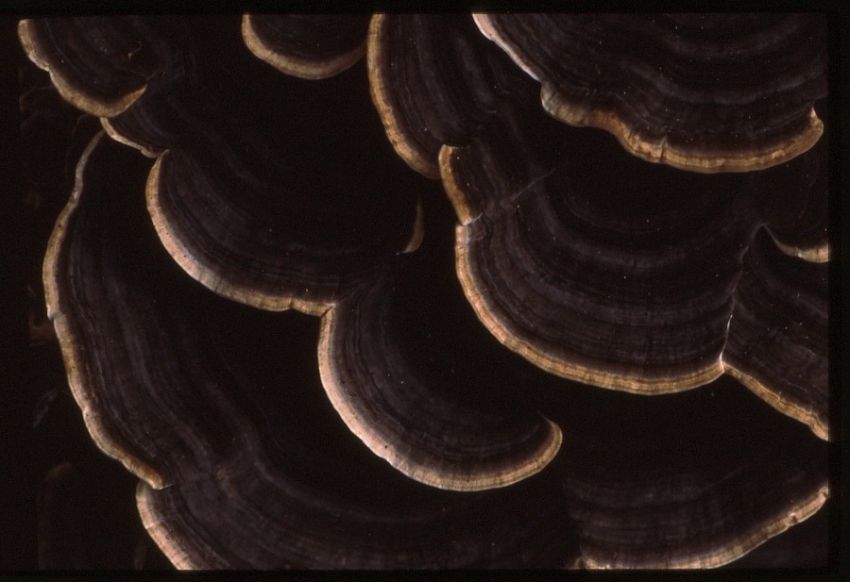 Turkeytail.