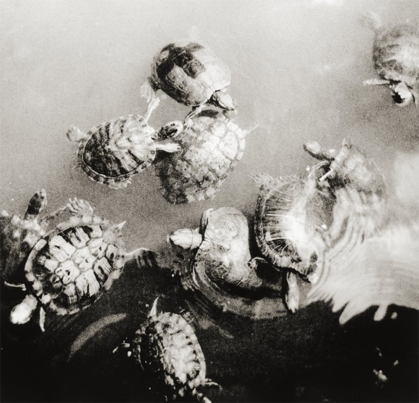 Turtle Soup