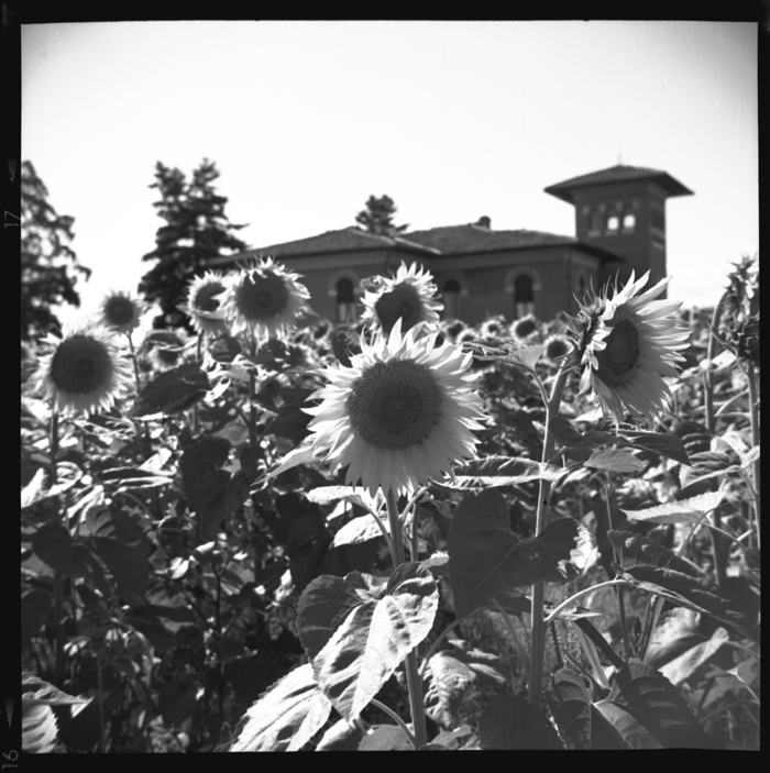 Tuscan Summer