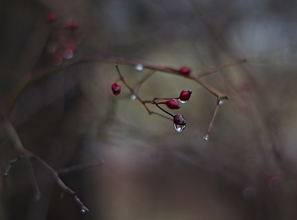 Twig
