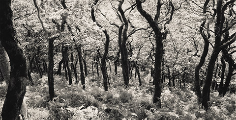 Twisted Oaks