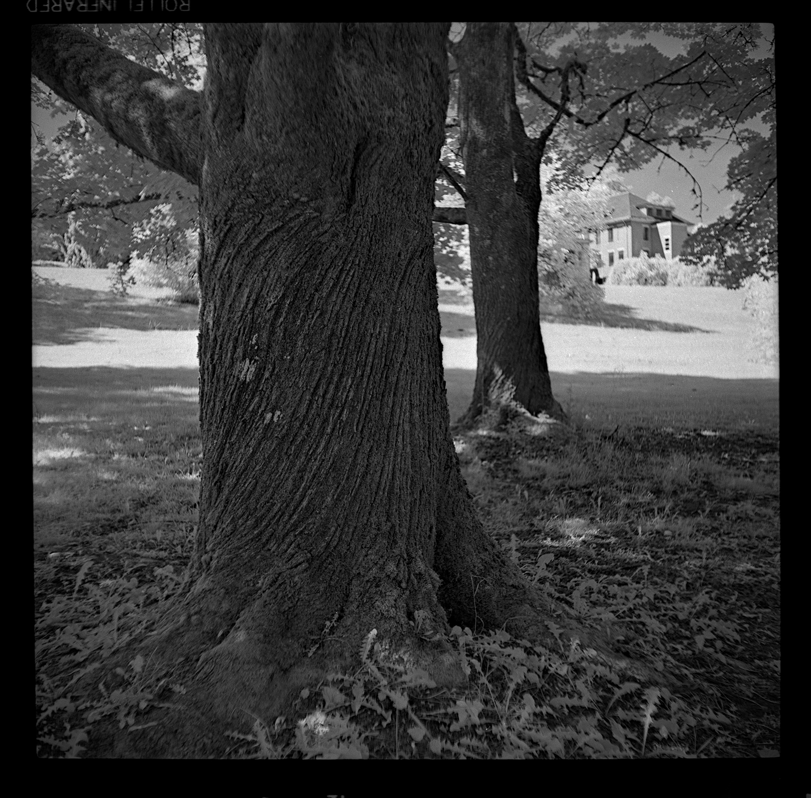 Twisted Tree