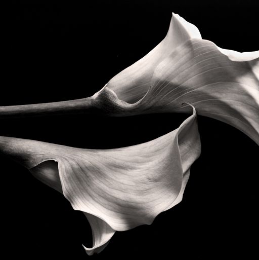 Two Calla