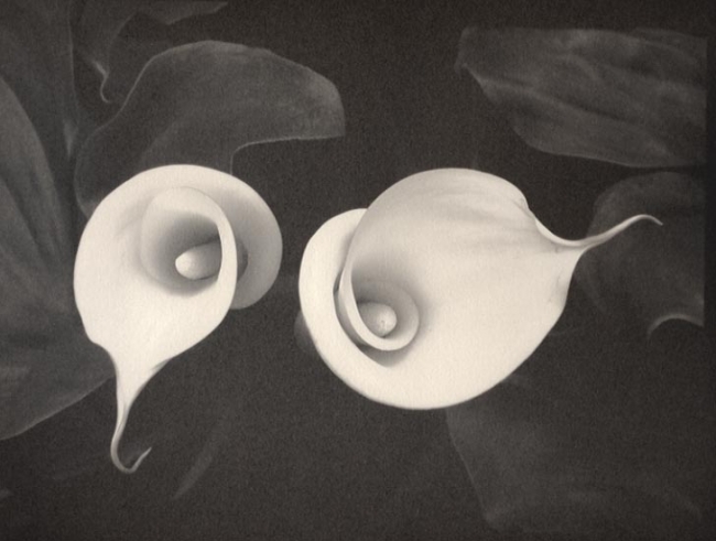 Two Callas