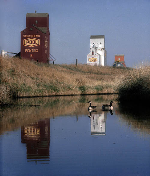 Two Canadian Geese
