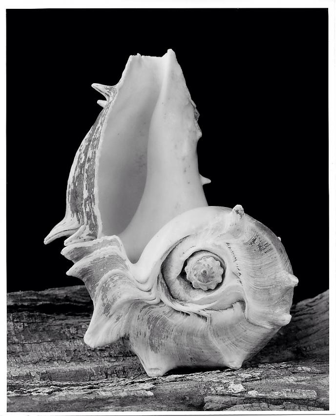 Two conchs