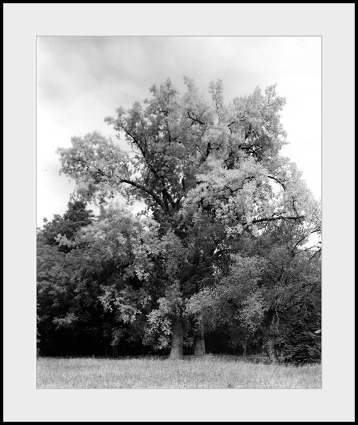 Two Cottonwood Trees