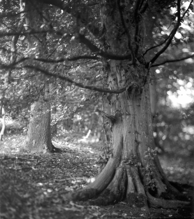 Two Different Trees
