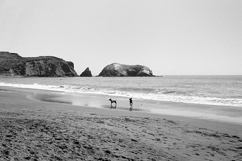 Two Dogs and an Elephant Rock