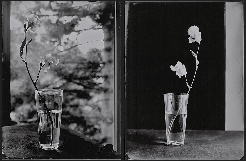 Two folwers