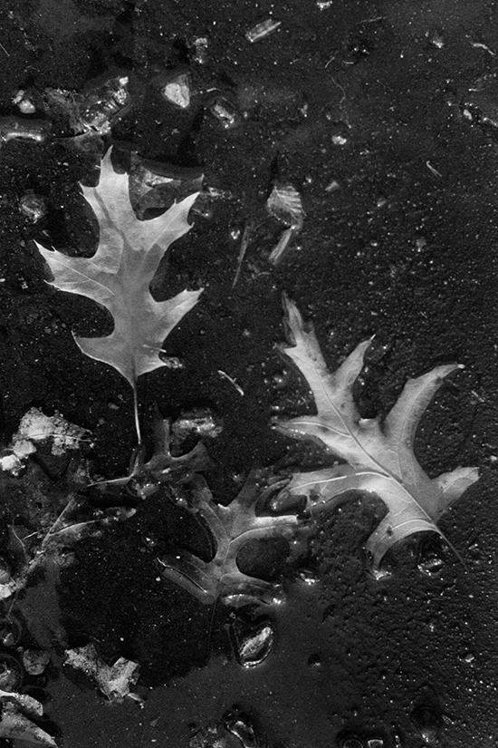 Two leaves on wet asphalt on another day